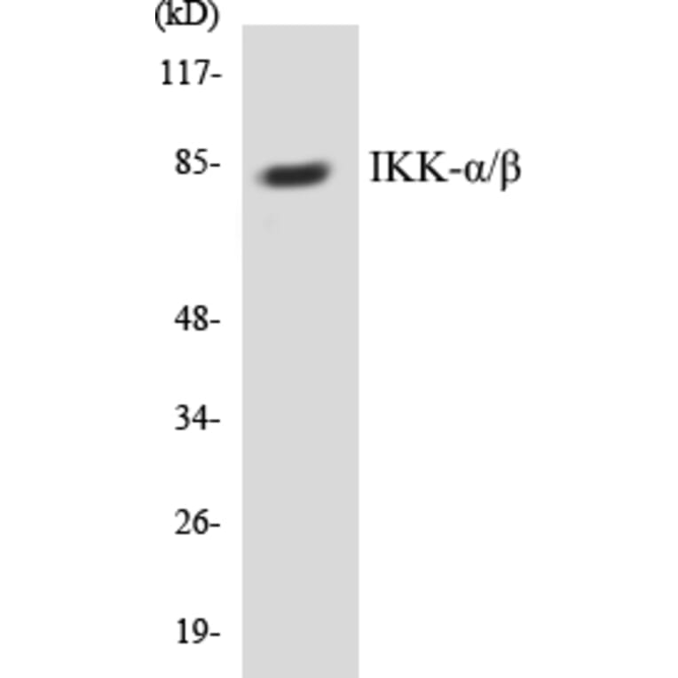 Western Blot - IKK alpha + beta Cell Based ELISA Kit (CB5358) - Antibodies.com