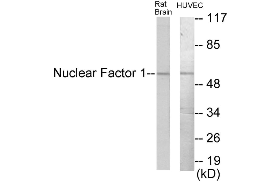 Western Blot - Nuclear Factor 1 Cell Based ELISA Kit (CB5975) - Antibodies.com