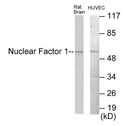 Western Blot - Nuclear Factor 1 Cell Based ELISA Kit (CB5975) - Antibodies.com