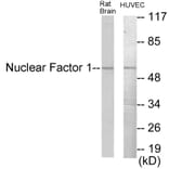 Western Blot - Nuclear Factor 1 Cell Based ELISA Kit (CB5975) - Antibodies.com