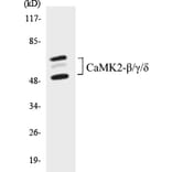 Western Blot - CaMK2 beta + gamma + delta Cell Based ELISA Kit (CB5093) - Antibodies.com