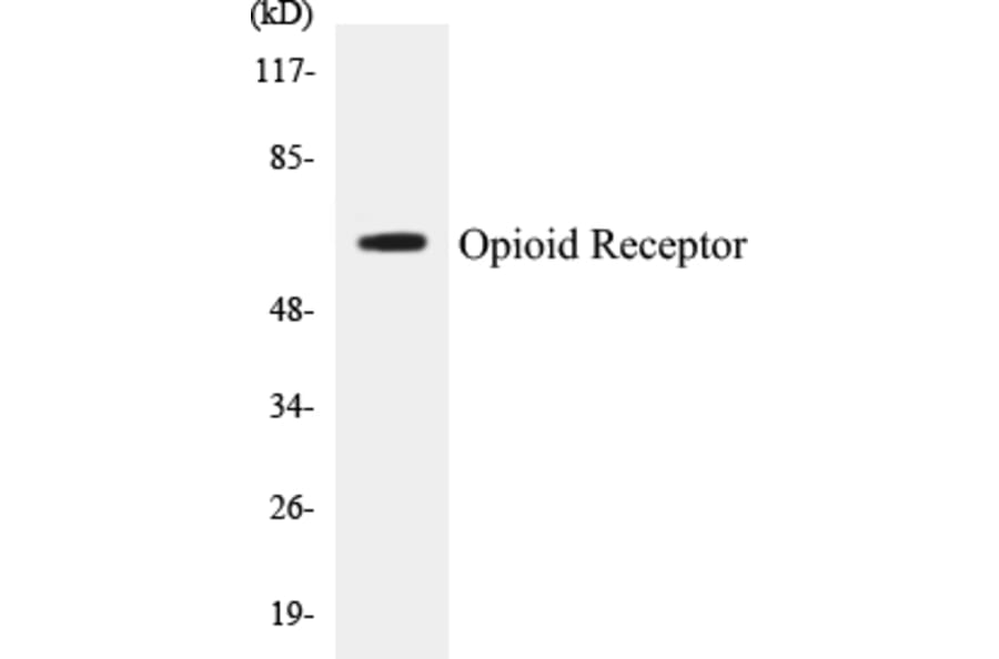Western Blot - Opioid Receptor Cell Based ELISA Kit (CB5502) - Antibodies.com
