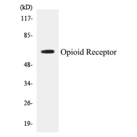 Western Blot - Opioid Receptor Cell Based ELISA Kit (CB5502) - Antibodies.com