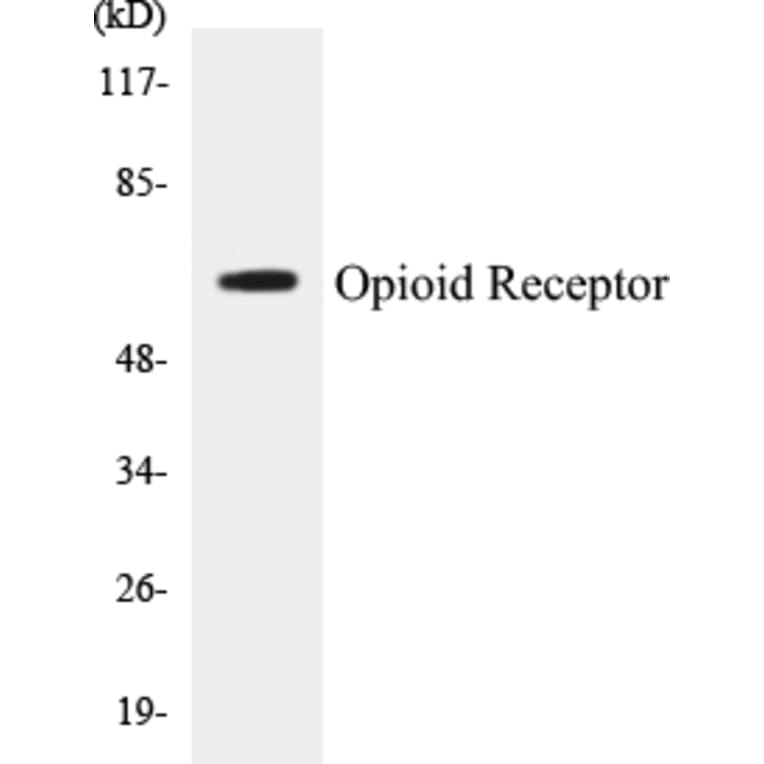 Western Blot - Opioid Receptor Cell Based ELISA Kit (CB5502) - Antibodies.com