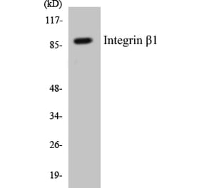 Western Blot - Integrin beta 1 Cell Based ELISA Kit (CB5370) - Antibodies.com