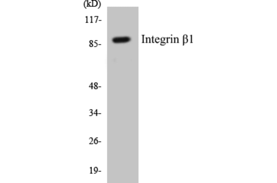 Western Blot - Integrin beta 1 Cell Based ELISA Kit (CB5370) - Antibodies.com