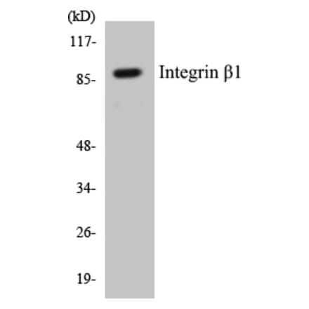 Western Blot - Integrin beta 1 Cell Based ELISA Kit (CB5370) - Antibodies.com