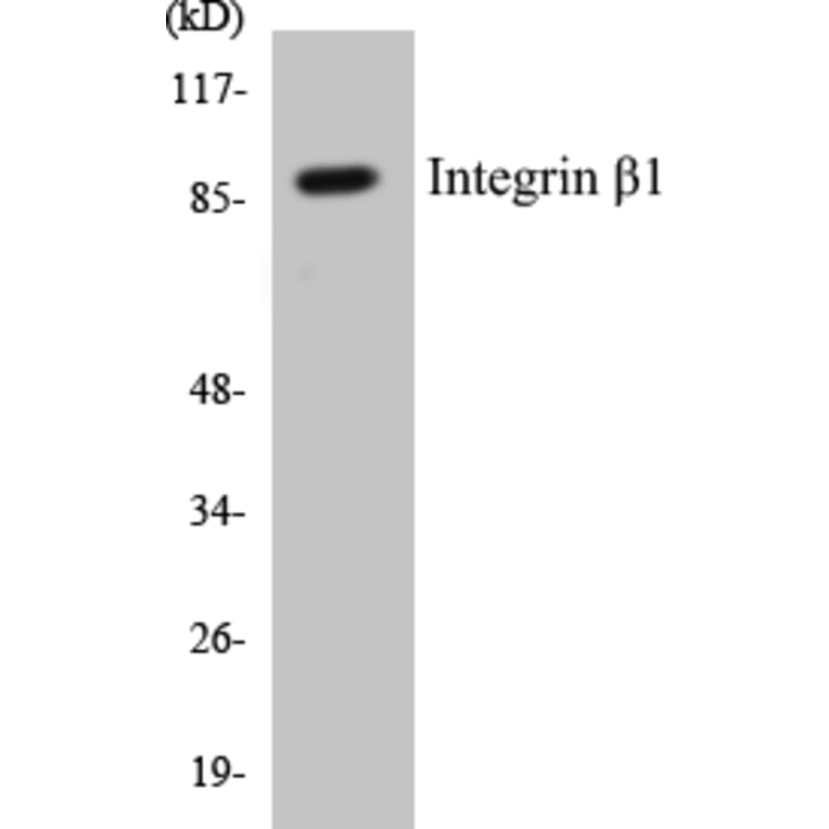 Western Blot - Integrin beta 1 Cell Based ELISA Kit (CB5370) - Antibodies.com