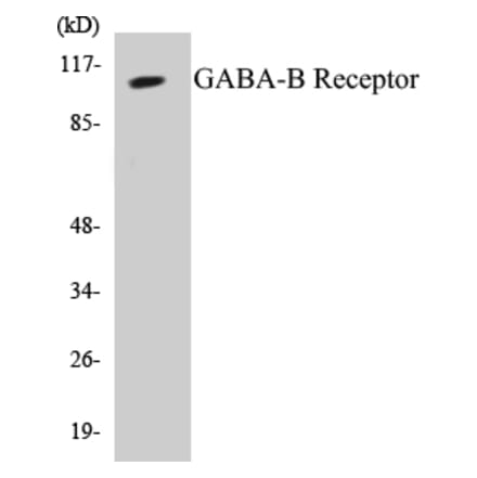 Western Blot - GABA-B Receptor Cell Based ELISA Kit (CB5283) - Antibodies.com