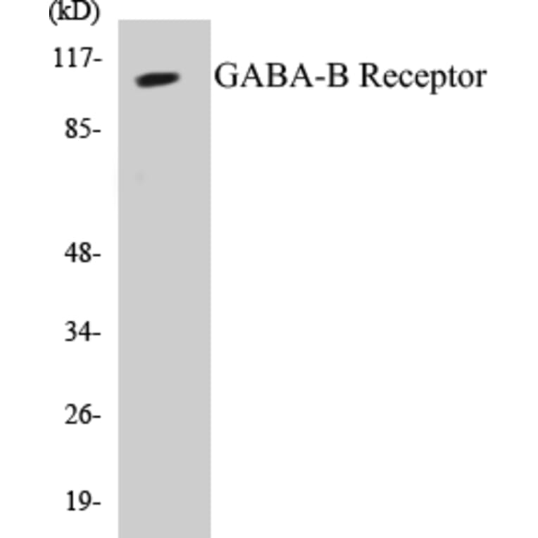 Western Blot - GABA-B Receptor Cell Based ELISA Kit (CB5283) - Antibodies.com