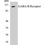 Western Blot - GABA-B Receptor Cell Based ELISA Kit (CB5283) - Antibodies.com