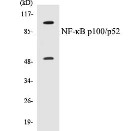 Western Blot - NFkB p100 / p52 Cell Based ELISA Kit (CB5487) - Antibodies.com