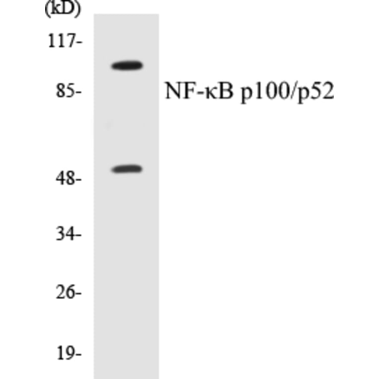 Western Blot - NFkB p100 / p52 Cell Based ELISA Kit (CB5487) - Antibodies.com