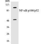 Western Blot - NFkB p100 / p52 Cell Based ELISA Kit (CB5487) - Antibodies.com