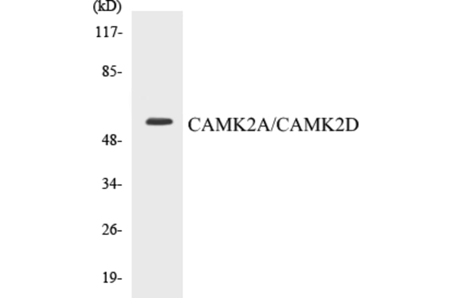 Western Blot - CAMK2A + CAMK2D Cell Based ELISA Kit (CB5092) - Antibodies.com