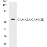 Western Blot - CAMK2A + CAMK2D Cell Based ELISA Kit (CB5092) - Antibodies.com