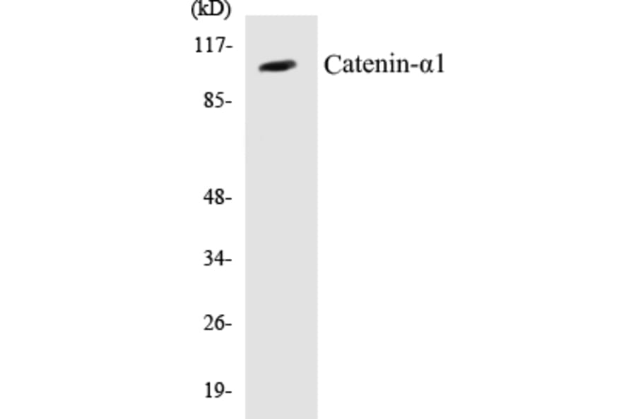 Western Blot - Catenin alpha 1 Cell Based ELISA Kit (CB5105) - Antibodies.com