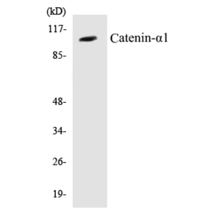 Western Blot - Catenin alpha 1 Cell Based ELISA Kit (CB5105) - Antibodies.com