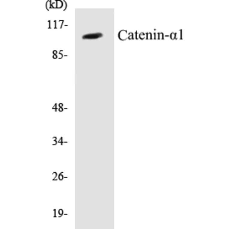 Western Blot - Catenin alpha 1 Cell Based ELISA Kit (CB5105) - Antibodies.com