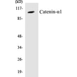 Western Blot - Catenin alpha 1 Cell Based ELISA Kit (CB5105) - Antibodies.com