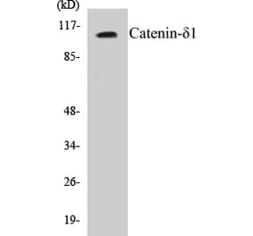 Western Blot - Catenin delta 1 Cell Based ELISA Kit (CB5108) - Antibodies.com
