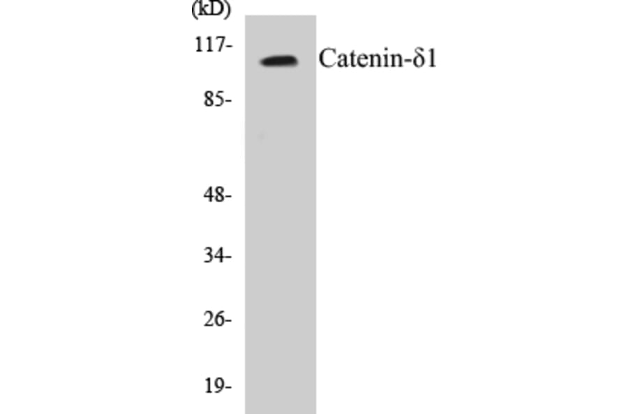 Western Blot - Catenin delta 1 Cell Based ELISA Kit (CB5108) - Antibodies.com