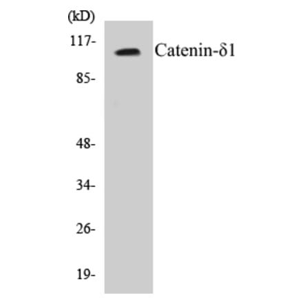 Western Blot - Catenin delta 1 Cell Based ELISA Kit (CB5108) - Antibodies.com