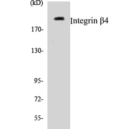 Western Blot - Integrin beta 4 Cell Based ELISA Kit (CB5372) - Antibodies.com