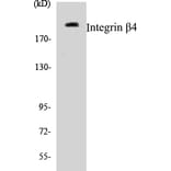 Western Blot - Integrin beta 4 Cell Based ELISA Kit (CB5372) - Antibodies.com