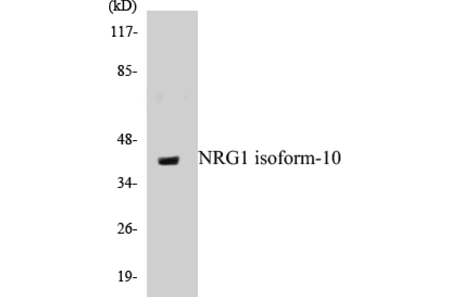 Western Blot - NRG1 isoform-10 Cell Based ELISA Kit (CB5497) - Antibodies.com