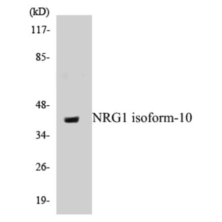 Western Blot - NRG1 isoform-10 Cell Based ELISA Kit (CB5497) - Antibodies.com
