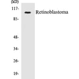 Western Blot - Retinoblastoma Cell Based ELISA Kit (CB5606) - Antibodies.com