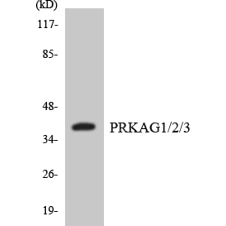 Western Blot - PRKAG1 + 2 + 3 Cell Based ELISA Kit (CB5924) - Antibodies.com