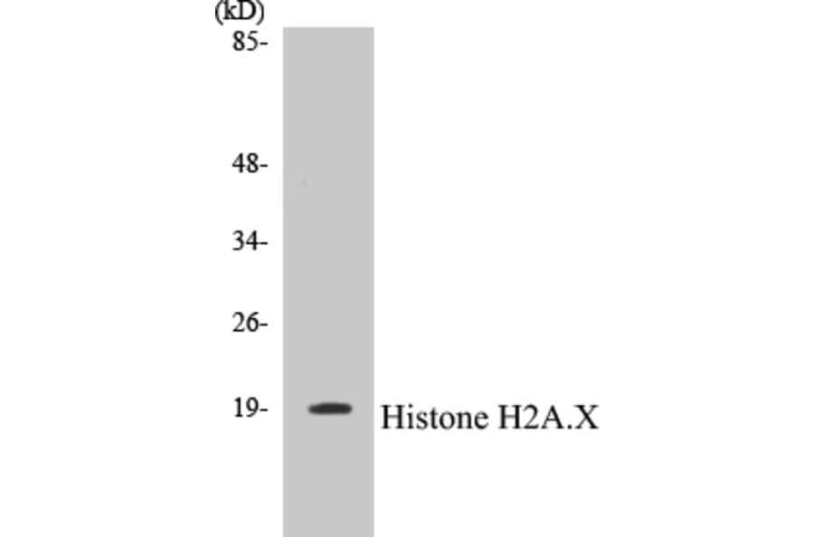 Western Blot - Histone H2A.X Cell Based ELISA Kit (CB5333) - Antibodies.com