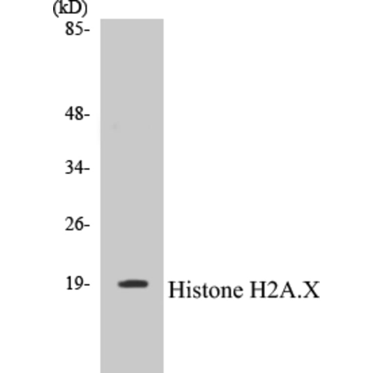 Western Blot - Histone H2A.X Cell Based ELISA Kit (CB5333) - Antibodies.com