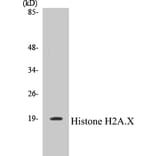 Western Blot - Histone H2A.X Cell Based ELISA Kit (CB5333) - Antibodies.com