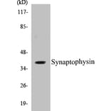 Western Blot - Synaptophysin Cell Based ELISA Kit (CB5669) - Antibodies.com