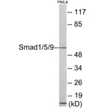 Western Blot - Smad1 + 5 + 9 Cell Based ELISA Kit (CB6033) - Antibodies.com
