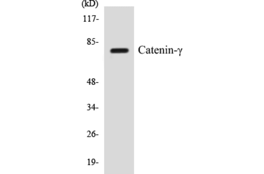 Western Blot - Catenin gamma Cell Based ELISA Kit (CB5107) - Antibodies.com