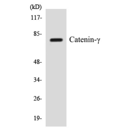 Western Blot - Catenin gamma Cell Based ELISA Kit (CB5107) - Antibodies.com