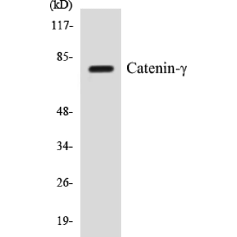 Western Blot - Catenin gamma Cell Based ELISA Kit (CB5107) - Antibodies.com