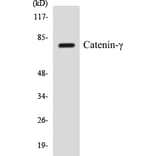 Western Blot - Catenin gamma Cell Based ELISA Kit (CB5107) - Antibodies.com