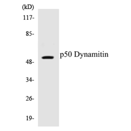 Western Blot - p50 Dynamitin Cell Based ELISA Kit (CB5517) - Antibodies.com