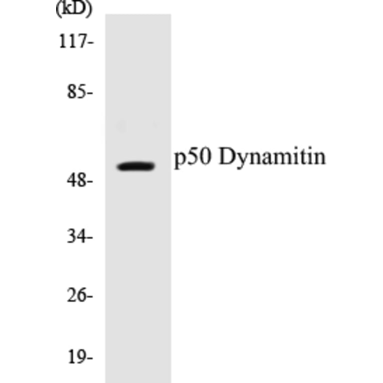 Western Blot - p50 Dynamitin Cell Based ELISA Kit (CB5517) - Antibodies.com