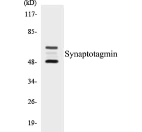 Western Blot - Synaptotagmin Cell Based ELISA Kit (CB5670) - Antibodies.com