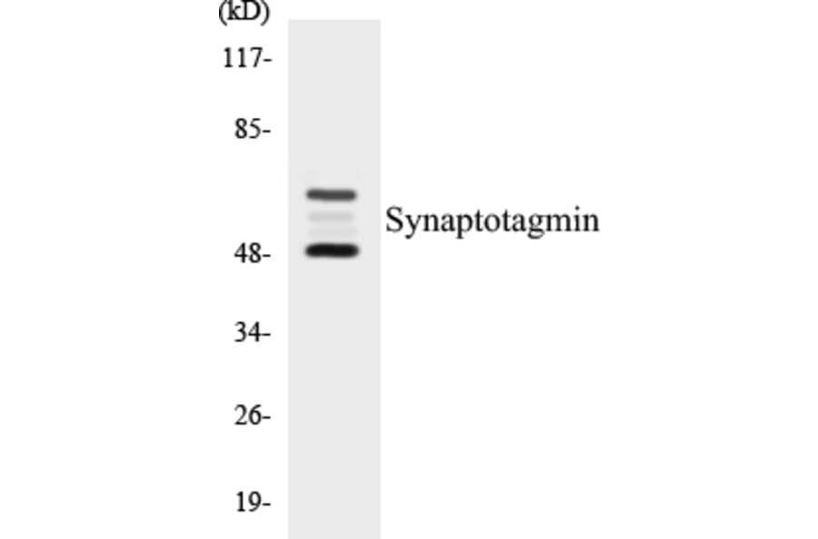 Western Blot - Synaptotagmin Cell Based ELISA Kit (CB5670) - Antibodies.com