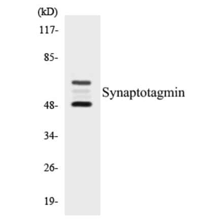 Western Blot - Synaptotagmin Cell Based ELISA Kit (CB5670) - Antibodies.com