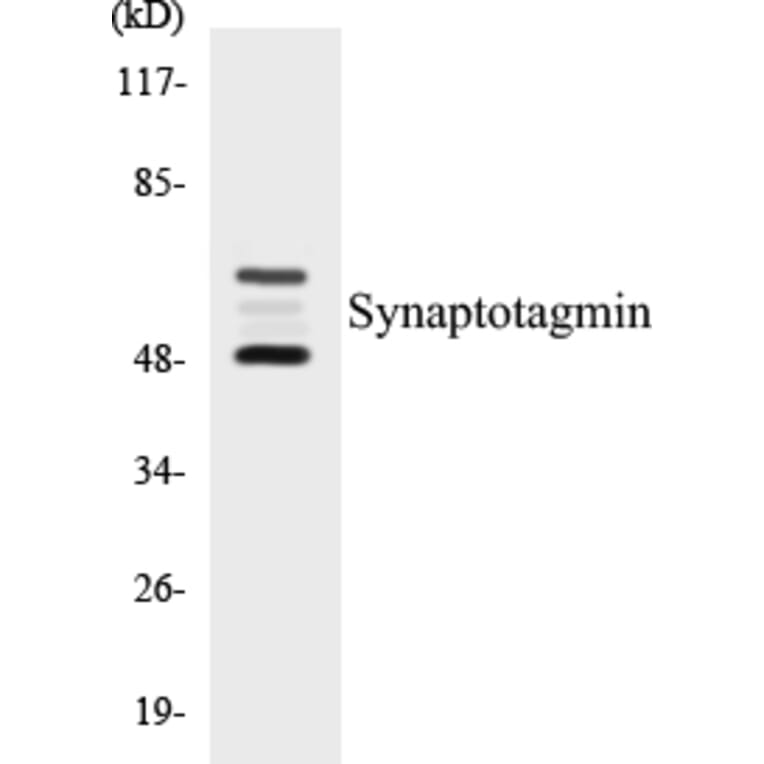Western Blot - Synaptotagmin Cell Based ELISA Kit (CB5670) - Antibodies.com