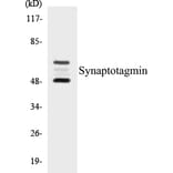 Western Blot - Synaptotagmin Cell Based ELISA Kit (CB5670) - Antibodies.com