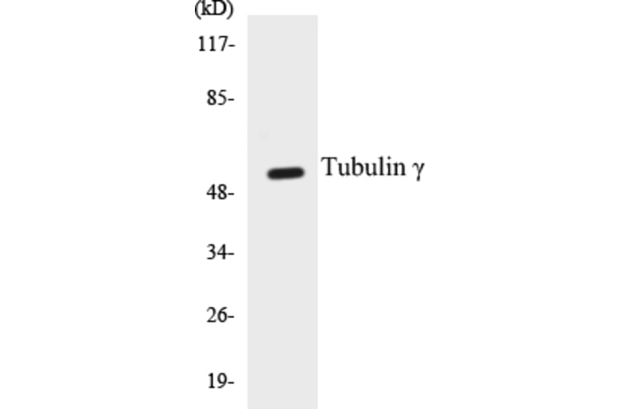 Western Blot - Tubulin gamma Cell Based ELISA Kit (CB5710) - Antibodies.com